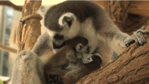 Vienna's Schoenbrunn Zoo has welcome two new additions to its enclosures - twin ring-tailed baby lemurs.(photo grabbed from Reuters video)