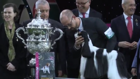 American Cocker Spaniel Miami charms judges and wins Best in Show at Crufts.(photo grabbed from Reuters video)