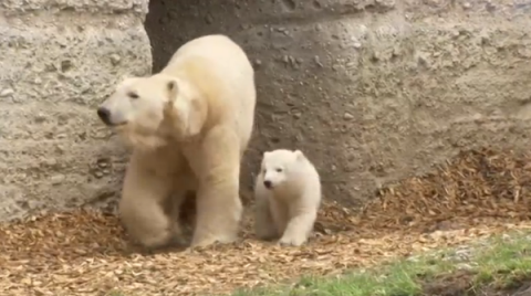 A polar bear cub at Munich zoo has been named Quintana.(photo grabbed from Reuters video)
