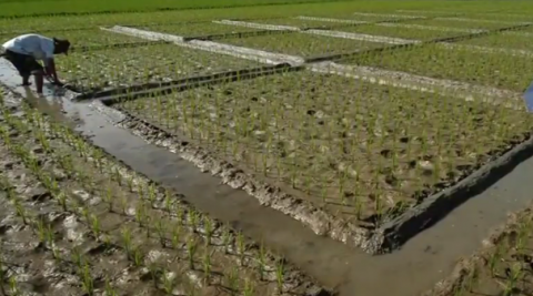Researchers find that high levels of surface ozone, a type of pollution, is damaging rice yields in China, and if left unchecked could threaten global food security.(photo grabbed from Reuters video)