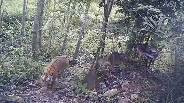 Footage of tigers of different ages in the jungle of eastern Thailand confirms the world's second breeding population of the Indochinese Tiger, conservationists say. (Photo grabbed from Reuters video)