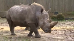 Poachers kill a white rhinoceros in a wildlife park in France, sawing off its horn in what the zoo says is the first such attack in Europe.(photo grabbed from Reuters video)