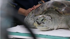 Thai vets remove nearly 1,000 coins from a 25-year-old sea turtle that had been eating them up when people threw them into her pond for good luck.(photo grabbed from Reuters video)