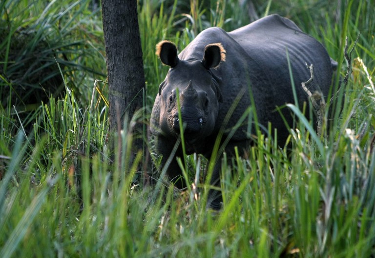 A one-horned rhinoceros stands in  Maghauli Chitwan forest, some 200kms southwest of Kathmandu on December 2, 2010. The latest count of the population has shown that rhinoceros numbers have dropped to fewer than 400 from nearly 600 animals in three natural parks in Nepal, as poachers hunt the rhino for its highly-priced horn. AFP PHOTO/PRAKASH MATHEMA / AFP PHOTO / PRAKASH MATHEMA