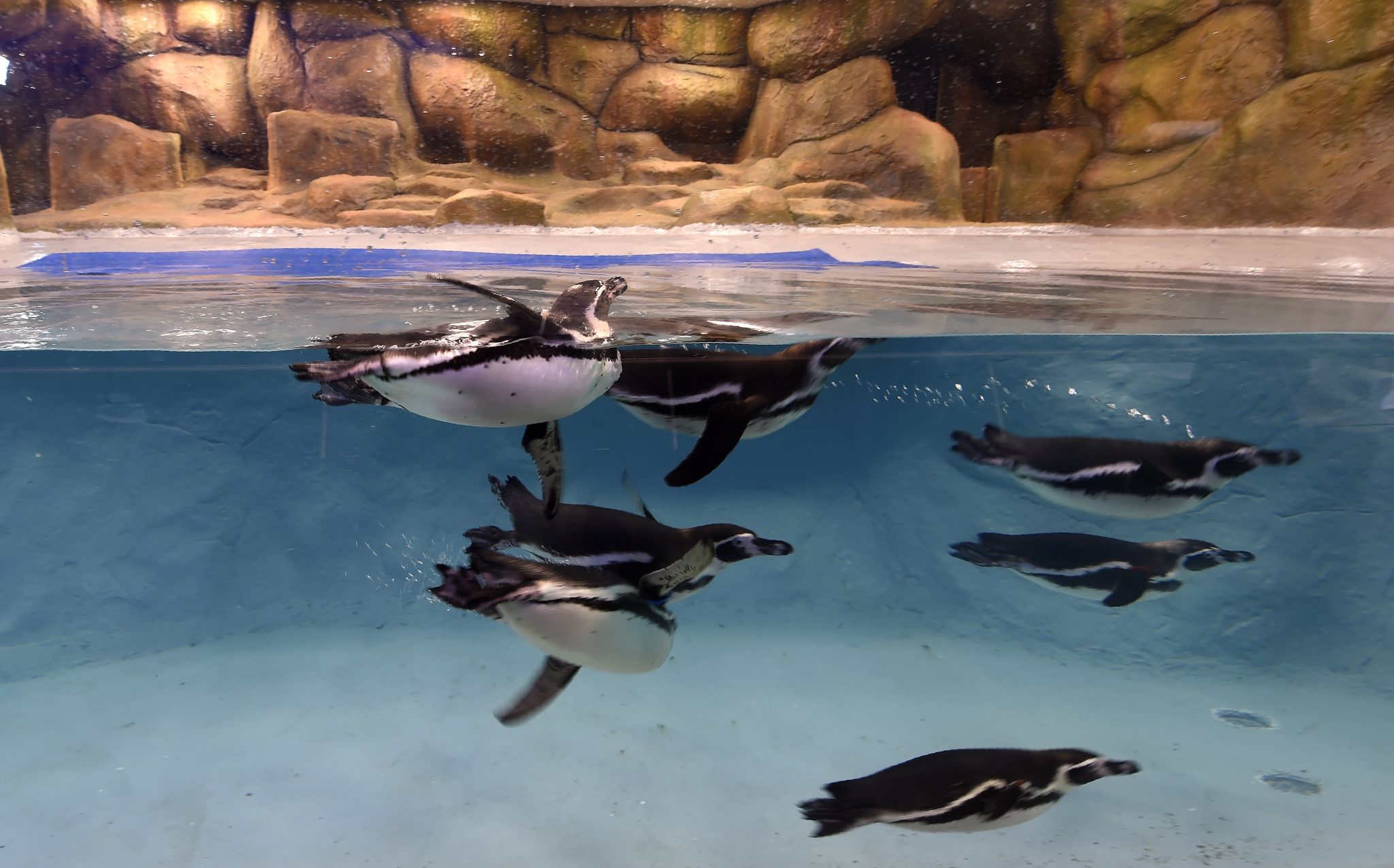 Humboldt Penguins swim in their enclosure at the city zoo in Mumbai on March 9, 2017. Seven Humboldt penguins from South Korea have been finally moved to an enclosure equipped with achiller system in the Byculla Zoo after being kept in quarantine for seven months. / AFP PHOTO / Indranil MUKHERJEE