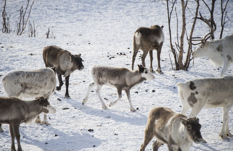 Reindeer are pictured in Kautokeino, a town in Finnmark county, located in the northeastern part of Norway, on March 16, 2017. It's the "reindeer police" in Norwegian Lapland, the only force of its kind in the world. Their job is to prevent conflicts between herders and ensure the Far North doesn't turn into the Wild West. / AFP PHOTO / Jonathan NACKSTRAND