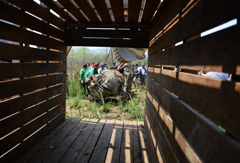 A Nepalese vetinary and technical team prepare a sedated rhino before it is relocated in Chitwan National Park some of 250 Kilometer South of Kathmandu on April 3, 2017. Conservationists on April 3 captured a rare one-horned rhinoceros in Nepal as part of an attempt to increase the number of the vulnerable animals, which are prized by wildlife poachers. Five rhinos -- one male and four female -- will be released into a national park in Nepal's far west over the coming week in the hope of establishing a new breeding group. / AFP PHOTO / PRAKASH MATHEMA