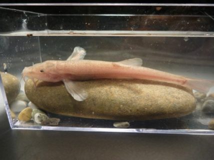 This undated handout photo obtained April 3, 2017 courtesy of Jasminca Behrmann-Godel shows a male cave loach of 8.5 cm body length. A scuba diver spotted an unusual pink fish swimming in an underwater grotto in Germany, and researchers now say it is the first known cave fish ever discovered in Europe. "The cave fish was found surprisingly far in the north in Southern Germany," says Jasminca Behrmann-Godel of Germany's University of Konstanz. "This is spectacular as it was believed before that the Pleistocene glaciations had prevented fish from colonizing subterranean habitats so far north." / AFP PHOTO / Jasminca BEHRMANN-GODEL / Jasminca BEHRMANN-GODEL / RESTRICTED TO EDITORIAL USE - MANDATORY CREDIT AFP PHOTO /JASMINCA BEHRMANN-GODEL - NO MARKETING - NO ADVERTISING CAMPAIGNS - DISTRIBUTED AS A SERVICE TO CLIENTS