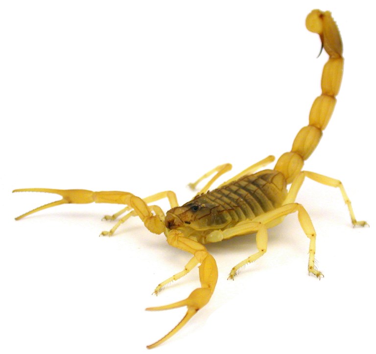 A handout photo obtained on April 4, 2017 shows a Deathstalker scorpion (Leiurus quinquestriatus) in a defensive posture. The world's deadliest scorpion, the death stalker, has been caught on high-speed camera for the first time lashing out with its deadly stinger, scientists reported on April 4, 2017. A comparison of half-a-dozen scorpion species filmed at extreme slow motion revealed an unsuspected variety in strike modes, they reported in the journal Functional Ecology. / AFP PHOTO / University of Porto / Arie van der Meijden / RESTRICTED TO EDITORIAL USE - MANDATORY CREDIT "AFP PHOTO / UNIVERSITY OF PORTO / ARIE VAN DER MEIJDEN" - NO MARKETING NO ADVERTISING CAMPAIGNS - DISTRIBUTED AS A SERVICE TO CLIENTS