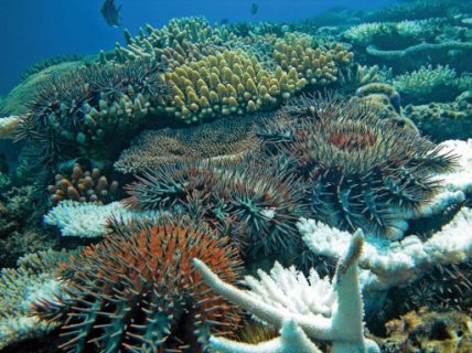 This handout picture obtained from the journal Nature on April 4, 2017 shows Crown-of-thorns starfish grazing on healthy coral leaving behind dead white skeletons. Biologists know it by the Latin name of Acanthaster planci, but defenders of the world's coral reefs call it the crown of thorns -- a starfish that spells death to their precious natural treasure.One of many threats to coral in the Indian and Pacific oceans, the large, spine-studded species -- named after the diadem of thorns set on Jesus' head -- is capable of chewing through kilometres (miles) of reefs when it gathers and spawns in large numbers. Guardians of reefs in the Indian Ocean and Pacific hire divers to remove the starfish physically or inject it with a lethal poison that does not harm other species. But science has now opened up a new front in the offensive -- a genomic map which one day may lead to bio-compounds designed to lure starfish to their doom. / AFP PHOTO / NATURE PUBLISHING GROUP / David FLEETHAM / RESTRICTED TO EDITORIAL USE - MANDATORY CREDIT "AFP PHOTO / NATURE / Oceanwide Images" - NO MARKETING NO ADVERTISING CAMPAIGNS - DISTRIBUTED AS A SERVICE TO CLIENTS - NO ARCHIVES