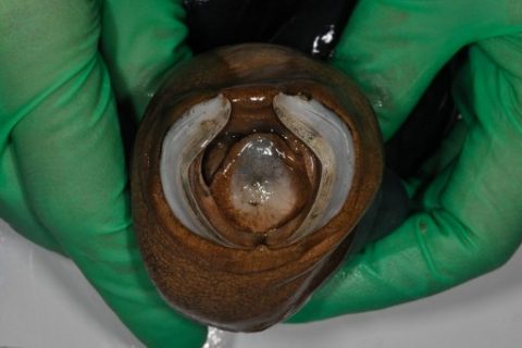 This undated handout photo made available by Marvin Altamia on April 19, 2017 shows the mouth of a giant shipworm, a species never before studied, at a laboratory in Manila. Extremely rare live specimens of a giant shipworm have been found for the first time in southern Philippine waters, with scientists hailing the soft black creature as a remarkable species. The discovery of the giant shipworm, a species never before studied, marked the first time scientists had live specimens at hand, according to a US science journal article published this week. / AFP PHOTO / Marvin ALTAMIA 