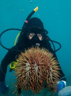This undated handout photo released by James Cook University on April 27, 2017 shows a diver underwater with a crown-of-thorns starfish on the Great Barrier Reef in Queensland. The coral-munching crown-of-thorns starfish can be safely killed by common household vinegar, scientists revealed on April 27, 2017 in a discovery that offers hope for Australia's struggling Great Barrier Reef. / AFP PHOTO / JAMES COOK UNIVERSITY / LISA BOSTROM EINARSSON / RESTRICTED TO EDITORIAL USE - MANDATORY CREDIT "AFP PHOTO / LISA BOSTROM EINARSSON / JAMES COOK UNIVERSITY" - NO MARKETING NO ADVERTISING CAMPAIGNS - DISTRIBUTED AS A SERVICE TO CLIENTS == NO ARCHIVE
