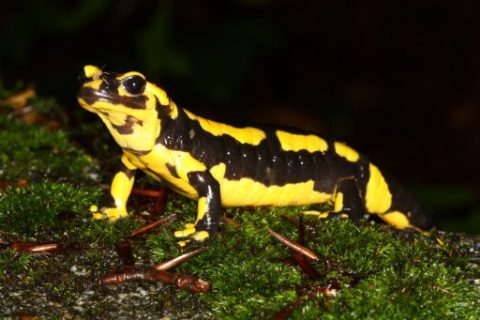 Embargoed until September 2, 2013 - 19:02 GMT / EMBARGOED UNTIL SEPTEMBER 2, 2013 15:00 ET (19:00 GMT) TO GO WITH AFP STORY SCIENCE-NETHERLANDS-ENVIRONMENT-ANIMAL This undated photo courtesy of the Imperial College London shows a fire salamander. A new kind of skin-eating fungus has been identified as the cause of a mass die-off of fire salamanders in Europe, researchers said on September 2, 2013. Fire salamanders, recognisable by their distinctive yellow and black skin patterns, have been found dead in the country's forests since 2010. The population has fallen to around 10 individuals, less than four per cent of its original level, but what has been killing them has been a mystery until now.  Scientists from Ghent University, Imperial College London, Vrije Universiteit Brussel and the Dutch conservation group Ravon have isolated a new species of fungus from the dead animals and found that it can rapidly kill fire salamanders.  AFP PHOTO / IMPERIAL COLLEGE LONDON/FRANK PASMANS == RESTRICTED TO EDITORIAL USE / MANDATORY CREDIT: "AFP PHOTO / IMPERIAL COLLEGE LONDON/FRANK PASMANS / NO MARKETING / NO ADVERTISING CAMPAIGNS / DISTRIBUTED AS A SERVICE TO CLIENTS ==  / AFP PHOTO / Imperial College London / Frank Pasmans / AFP PHOTO / IMPERIAL COLLEGE LONDON/FRANK PASMANS == RESTRICTED TO EDITORIAL USE / MANDATORY CREDIT: "AFP PHOTO / IMPERIAL COLLEGE LONDON/FRANK PASMANS / NO MARKETING / NO ADVERTISING CAMPAIGNS / DISTRIBUTED AS A SERVICE TO CLIENTS ==