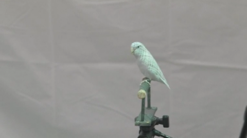Researchers at Stanford University study 3D replications of a bird's flight with the hopes of improving aircraft aerodynamics.(photo grabbed from Reuters video)