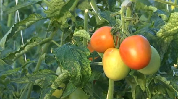 How_technology_helps_freezing_city_grow_tomatoes_all_year_round
