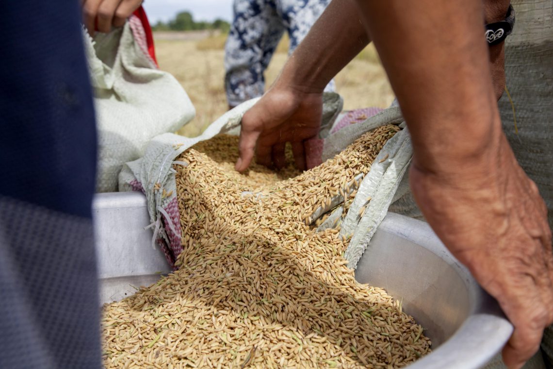 KHM-ECONOMY-AGRICULTURE-RICE_005-1-1140x760
