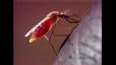 A team of scientists have discovered why malaria mosquitoes prefer to feed on blood from people infected with malaria. The findings could lead to new ways to fight malaria without using poisonous chemicals.(photo grabbed from Reuters video)