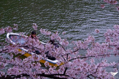 A woman on a boat as cherry blossoms abound in Tokyo, Japan (Photo by Fleur Amora, Eagle News Service)