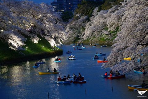 Cherry blossoms along the Chidorigafuchi moat in Tokyo, Japan. (Photo by Fleur Amora, Eagle News Service)