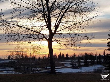 A tree is starkly etched with the background of a dramatic sunset.  Photo taken in Edmonton, Canada (Photo by Dale Daza, EBC Canada)