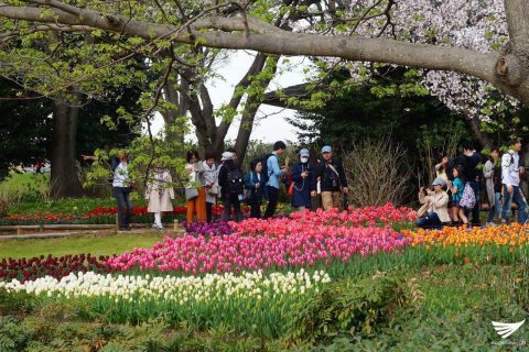 Flower power at the Showa Kinen Park in Japan attracts locals and tourists alike. (Photo by Fleur Amora, Eagle News Service, Japan)