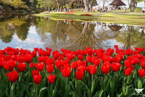 Red tulips by the water. Photo taken at the Showa Kinen Park (Showa Memorial Park) in Japan. (Photo taken by Fleur Amora, Eagle News Service, Japan)