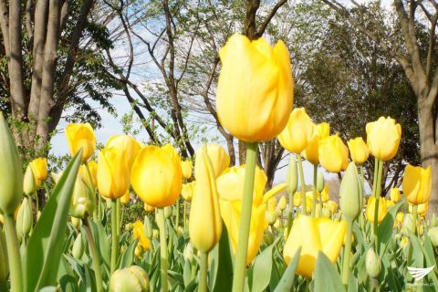 Yellow Tulips at the Showa Kinen Park (Showa Memorial Park) in Japan. (Photo taken by Fleur Amora, Eagle News Service, Japan)