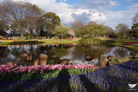 Flowers at the Showa Kinen Park (Photo by Fleur Amora, Eagle News Se3rvice, Japan)