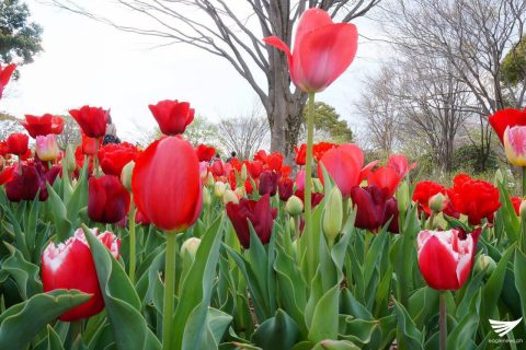 Red tulips at the Showa Kinen Park (Showa Memorial Park) in Japan. (Photo taken by Fleur Amora, Eagle News Service, Japan)