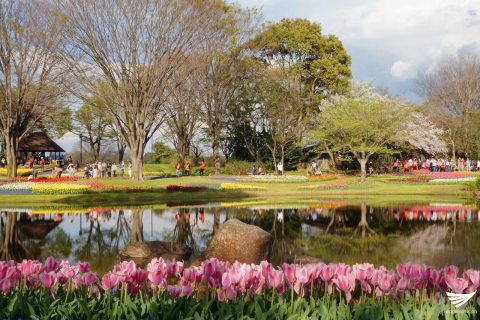 Flowers and a picture-perfect scenery soothe the senses of locals and tourists visiting the Showa Kinen Park in Japan. (Photo by Fleur Amora, Eagle News Service, Japan)