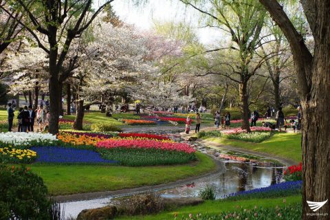 Flowers at the park