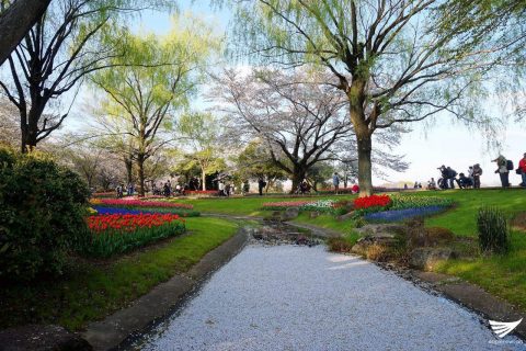 Flowers by the water in Showa Kinen Park (Photo by Fleur Amora, Eagle News Service, Japan)