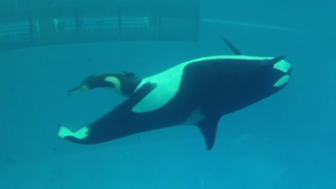 The last killer whale to be born at SeaWorld is delivered at the company's San Antonio park.(photo grabbed from Reuters video)