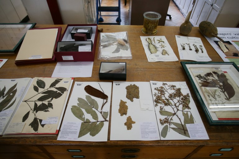 FILES: Plant samples, some hundreds of years old are on show at the Herbarium at Kew Gardens in south-west London on May 9, 2016. Britain's Royal Botanic Gardens warned on May 10 about the threats facing the world's plant kingdom in the first global report of its kind aimed at drawing attention to often-overlooked species. The "State of the World's Plants" report was drawn up by botanists at the Kew Gardens research centre in west London, which has one of the world's largest collections in its greenhouses and sprawling gardens. / AFP PHOTO / DANIEL LEAL-OLIVAS