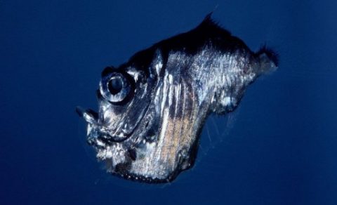 CORRECTION - CLARIFYING AND ADDING CAPTION INFORMATION A handout photo taken between 2004-2006 originally released by Queensland Brain Institute in 2006 and re-released by the institute in relation to a new phase in their study of deep-sea creatures on July 15, 2010 shows a deep-sea hatchetfish at a depth of over 1000 metres at the Osprey Reef in the Coral Sea, some 350kms north-east of the northern Australian city of Cairns. This still image was taken between 2004 and 2006 as part of a Queensland Brain Institute project to study deep-sea creatures. In July 2010 institute researchers spent 10 days capturing new images of creatures from the dark depths of the ocean with special remote video cameras. Findings of the study now coming to light could prove useful for researchers working in other scientific fields. "Learning more about these creatures' primitive eyes and brain could help neuroscientists better understand human vision,'' lead researcher marine biologist Justin Marshall said. RESTRICTED TO EDITORIAL USE AFP PHOTO/HO/QUEENSLAND BRAIN INSTITUTE/Justin Marshall / AFP PHOTO / Queensland Brain Institute / Justin Marshall