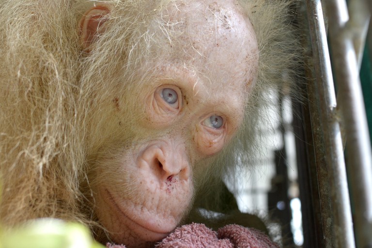 This handout picture taken on April 30, 2017 and released on May 2, 2017 by the Borneo Orangutan Survival Foundation shows a rare albino orangutan that was saved from villagers in Kapuas Hulu, on the Indonesian side of Borneo island.  A rare albino orangutan has been saved from villagers on the Indonesian part of Borneo island who were keeping the white-haired, blue-eyed creature in a cage, a protection group said on May 2. The Borneo Orangutan Survival Foundation, which is caring for the critically endangered ape, said the organisation had never before in its 25-year history taken in an albino orangutan. / AFP PHOTO / BORNEO ORANGUTAN SURVIVAL FOUNDATION / HANDOUT / RESTRICTED TO EDITORIAL USE - MANDATORY CREDIT "AFP PHOTO / BORNEO ORANGUTAN SURVIVAL FOUNDATION" - NO MARKETING NO ADVERTISING CAMPAIGNS - DISTRIBUTED AS A SERVICE TO CLIENTS == NO ARCHIVE