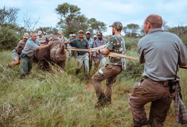 A handout photo released by African Parks and taken on February 15, 2017 shows a capture team moving an Eastern Black Rhino towards a transport crate at Thaba Tholo Game Ranch near Thabazimbi in South Africa.  Around 20 Eastern Black Rhinos will be translocated to Akagera, Rwanda after the last individual was documented in the country 10 years ago. In the 1970s, more than 50 black rhinos thrived in Akagera National Park. Today fewer than 5,000 black rhino remain in the wild, of which approximately 1,000 are the Eastern black rhino subspecies. / AFP PHOTO / African Parks / Lindsey TAINTON / RESTRICTED TO EDITORIAL USE - MANDATORY CREDIT "AFP PHOTO / AFRICAN PARKS / LINDSEY TAINTON " - NO MARKETING NO ADVERTISING CAMPAIGNS - DISTRIBUTED AS A SERVICE TO CLIENTS