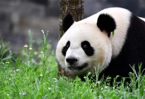 Giant female Panda Wu Wen discovers her new enclosure during an official unveiling ceremony at Ouwehands Zoo on May 30, 2017 in Rhenen. Wu Wen and male panda Xing Ya have been in quarantine for six weeks after their arrival from China and were for the first time introduced to their new living environment and invited guests. / AFP PHOTO / EMMANUEL DUNAND