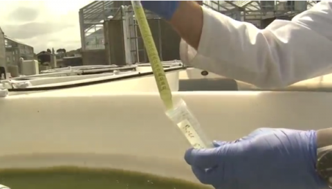 Algae, one of the smallest organisms on the planet, could soon be used to combat a looming global food crisis.(photo grabbed from Reuters video)
