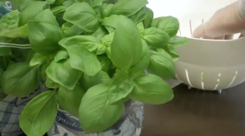 Giving brief electric shocks to fresh herbs before drying them could vastly improve the taste of dried herbs.(photo grabbed from Reuters video)