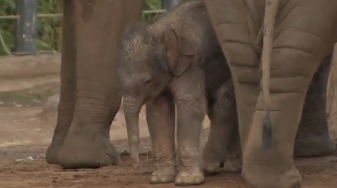 Australian zoo welcomes first baby Asian elephant in seven years(photo grabbed from Reuters video)