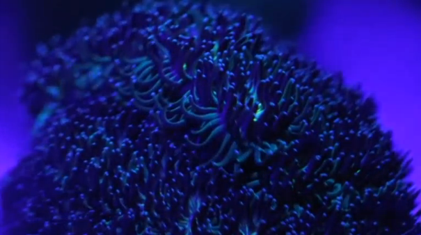 Coral growing in the Red Sea's Gulf of Aqaba can tolerate rising sea temperatures, which means it could be safe from bleaching due to climate change, according to a Swiss and Israeli study. (Photo grabbed from Reuters video)