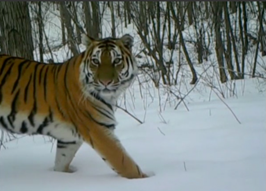 Siberian tigers and Amur leopards are rare-to-be-seen wild animals, even on pictures. But with infrared cameras, more and more live images of these rare wild beasts are seen by the general public in northeast China's Jilin Province. Photo grabbed from Reuters video file.
