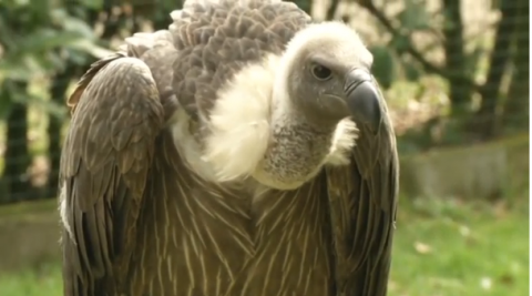 Researchers find that white-headed vultures have a surprisingly predatory foraging technique, and could explain why they're less prone to flying into man-made objects like wind turbines.(photo grabbed from Reuters video)