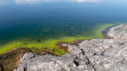 Restored wetlands see an increase in pike coming to spawn and the hope is that their contribution to the ecosystem will lead to a reduction of algal bloom plaguing the Baltic Sea's brackish waters.(photo grabbed from Reuters video)