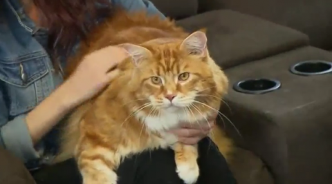 Omar, the Maine Coon cat from Melbourne, is in the running to be named the world's longest cat after Guinness World Records contacted his owner, Stephy Hirst, following a picture she posted of him on Instagram.(photo grabbed from Reuters video)
