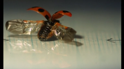 Scientists in Tokyo have replaced a ladybird beetle, or ladybug's, outer wing casing with an artificial see-through one, to better observe its complex folding mechanism.(photo grabbed from Reuters video)