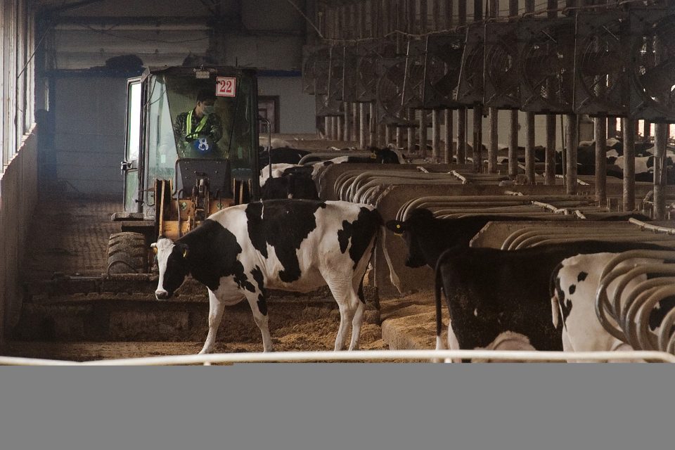 This picture taken on May 3, 2016 shows a worker driving a tractor amongst cows inside a dairy farm near Gannan county, Heilongjiang province. Giant piles of black manure towering over cornfields, while rancid-smelling effluent from thousands of cows spills onto the land -- this is the price of a glass of milk in China today. / AFP PHOTO / Nicolas ASFOURI / TO GO WITH China-environment-livestock-food-drink,FEATURE by Tom HANCOCK