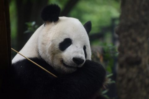 Male giant panda Ri Ri is seen in his cage at Tokyo's Ueno zoo on May 24, 2017. Shin Shin, who was brought to Ueno Zoo from China, has been showing signs of pregnancy since last week after mating with male Ri Ri in February, according to zoo officials. / AFP PHOTO / Kazuhiro NOGI