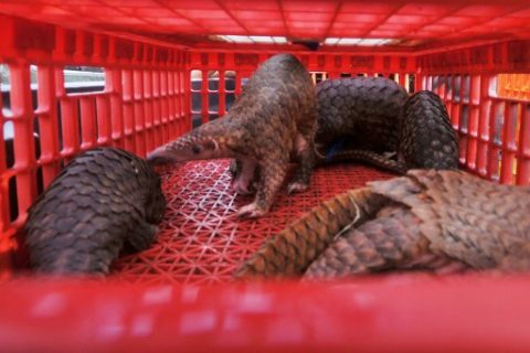 This picture taken on June 13, 2017 shows live pangolins seized by authorities in an anti-smuggling raid in Belawan, North Sumatra. Indonesian authorities have seized hundreds of critically endangered pangolins and scales in a haul worth 190,000 USD after uncovering a major smuggling operation, an official said on June 14. / AFP PHOTO / GATHA GINTING